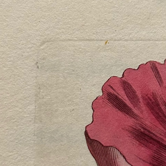 6 Curtis 1800’s Hand-colored Engravings Peony, Hibiscus, Camellia, Water Lily - Picture 11 of 13